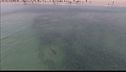 Allarme squali a Long Island