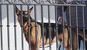 Il cane di Biden terrore degli 007