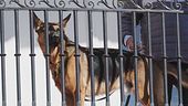 Il cane di Biden terrore degli 007