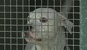 In Italia 700mila cani randagi