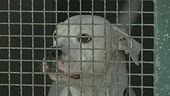 In Italia 700mila cani randagi