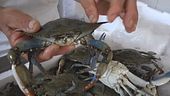 I granchi blu minacciano le coste