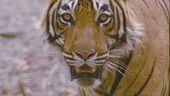 La giornata mondiale della tigre