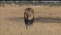 Il re della Savana è in pericolo