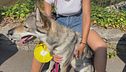 Un premio per Era, cane eroe