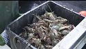 Pescatori contro il granchio blu