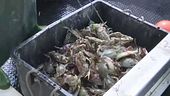 Pescatori contro il granchio blu