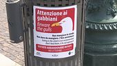 Venezia, "Attenti ai gabbiani"
