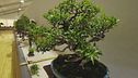 Sculture verdi, bonsai in mostra