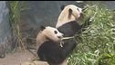 Cina-Usa, i panda della discordia