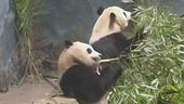 Cina-Usa, i panda della discordia