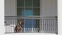 Casa Bianca, via il cane di Biden