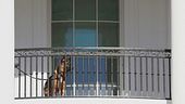 Casa Bianca, via il cane di Biden