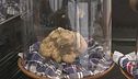 Tutti pazzi per il tartufo bianco