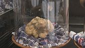 Tutti pazzi per il tartufo bianco