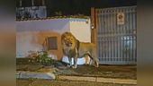 Preso il leone di Ladispoli