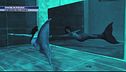 Sirene in piscina