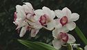 Le orchidee a New York