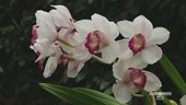 Le orchidee a New York