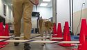 Fisioterapia per cani e gatti
