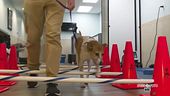 Fisioterapia per cani e gatti