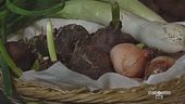 I lampascioni, proprietà benefiche