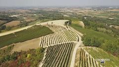 Il Timorasso, un vino particolare