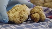 Il tartufo