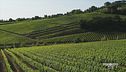 Il vino nobile di Montepulciano