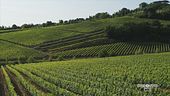 Il vino nobile di Montepulciano