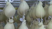 Caciocavallo alla base di tante ricette