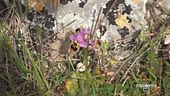 Mattinata città di orchidee