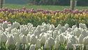 Il fascino dei tulipani