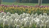 Il fascino dei tulipani