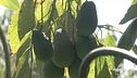 Frutti tropicali alle sulle pendici dell'Etna