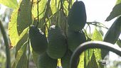 Frutti tropicali alle sulle pendici dell'Etna