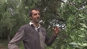 La nuova vita di Gianluca Basile