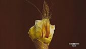 Il gelato d'oro