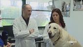 Un metodo innovativo per salvare gli animali
