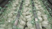 La bontà della burrata pugliese