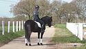 Il cavallo murgese