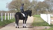 Il cavallo murgese