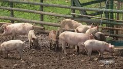 Un'oasi felice per gli animali