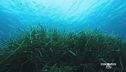 Proteggiamo la poseidonia