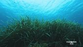 Proteggiamo la poseidonia