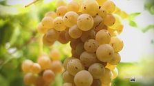 L'uva Albaluce