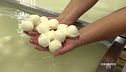 Le mozzarelle di bufala di Cuneo