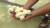 Le mozzarelle di bufala di Cuneo