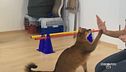 L'Olimpiade degli animali