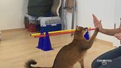L'Olimpiade degli animali
